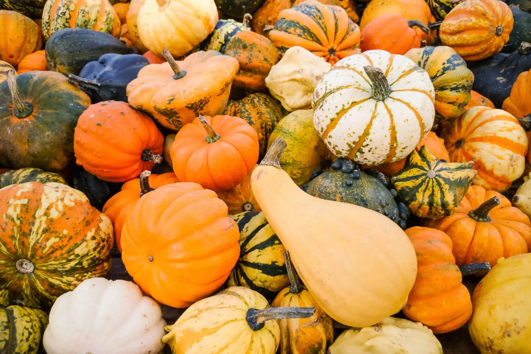 Delizie D'Autunno: Le Zucche Dell'Agriturismo Barco Menti 1 Delizie D'Autunno