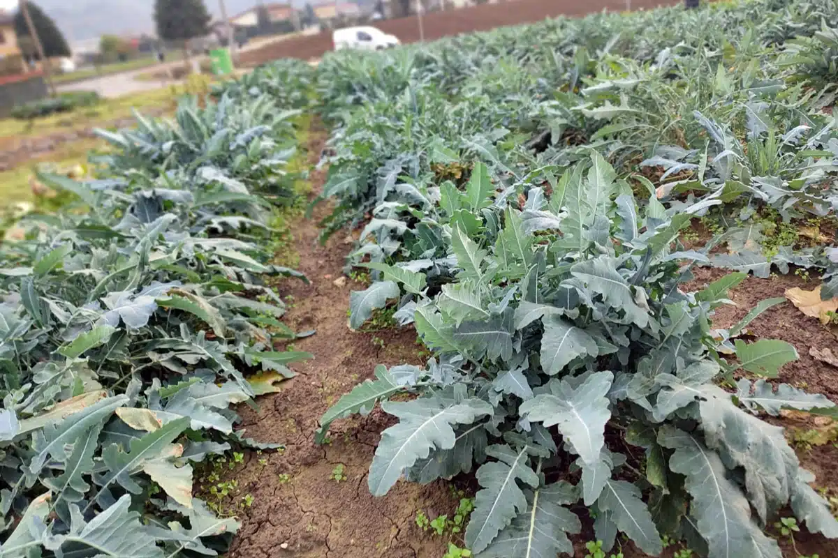 Il Broccolo Fiolaro: Dal Cuore Del Veneto Al Vostro Orto 1 Broccolo Fiolaro
