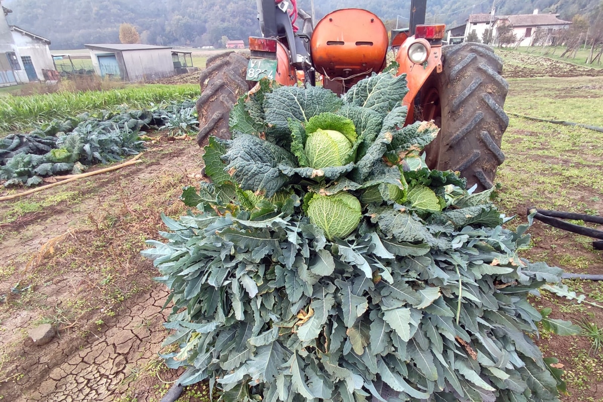 Broccolo Fiolaro