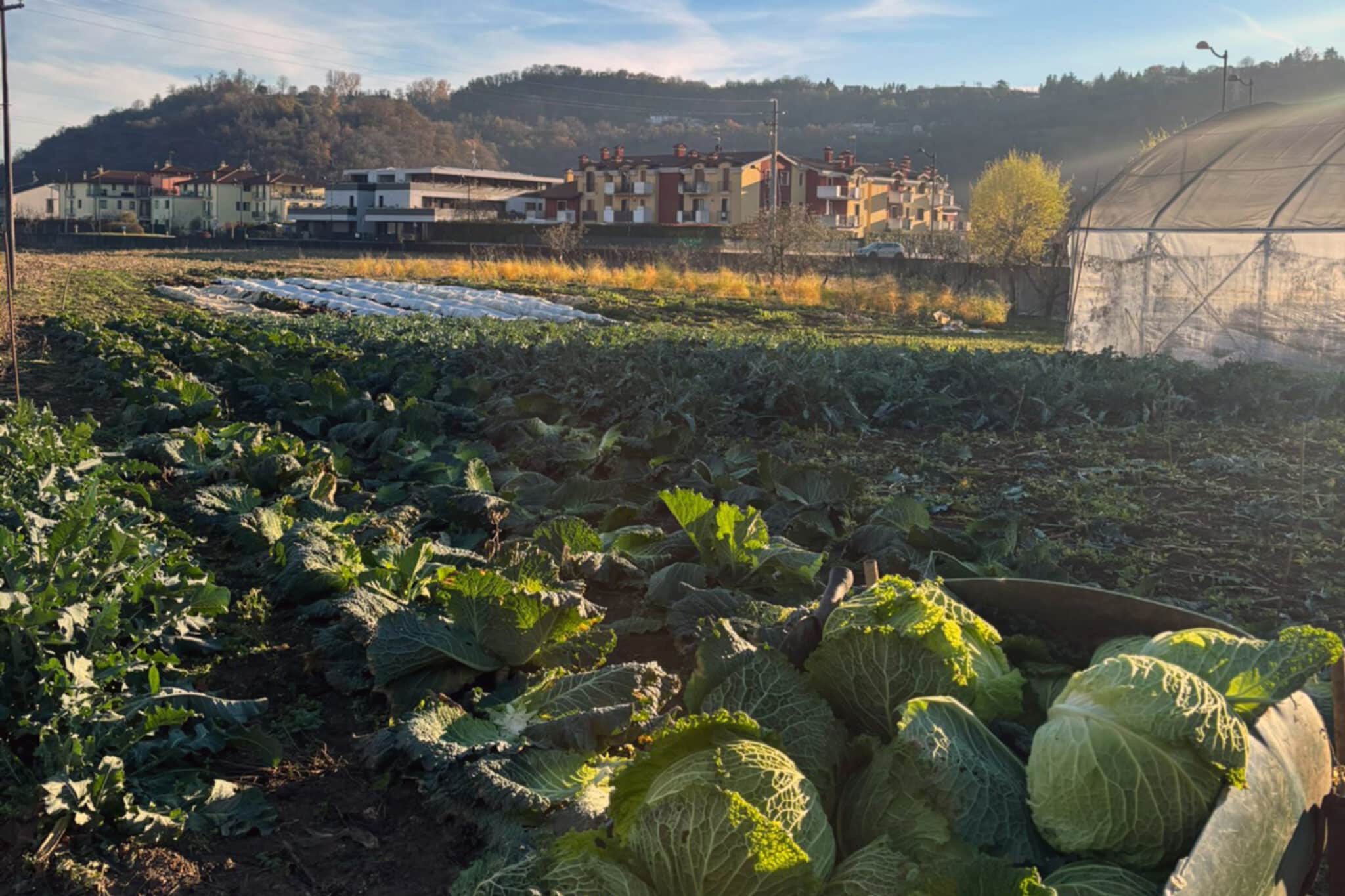 Broccolo Fiolaro E Verze: I Tesori Invernali Dell&Amp;Apos;Agriturismo Barco Menti
